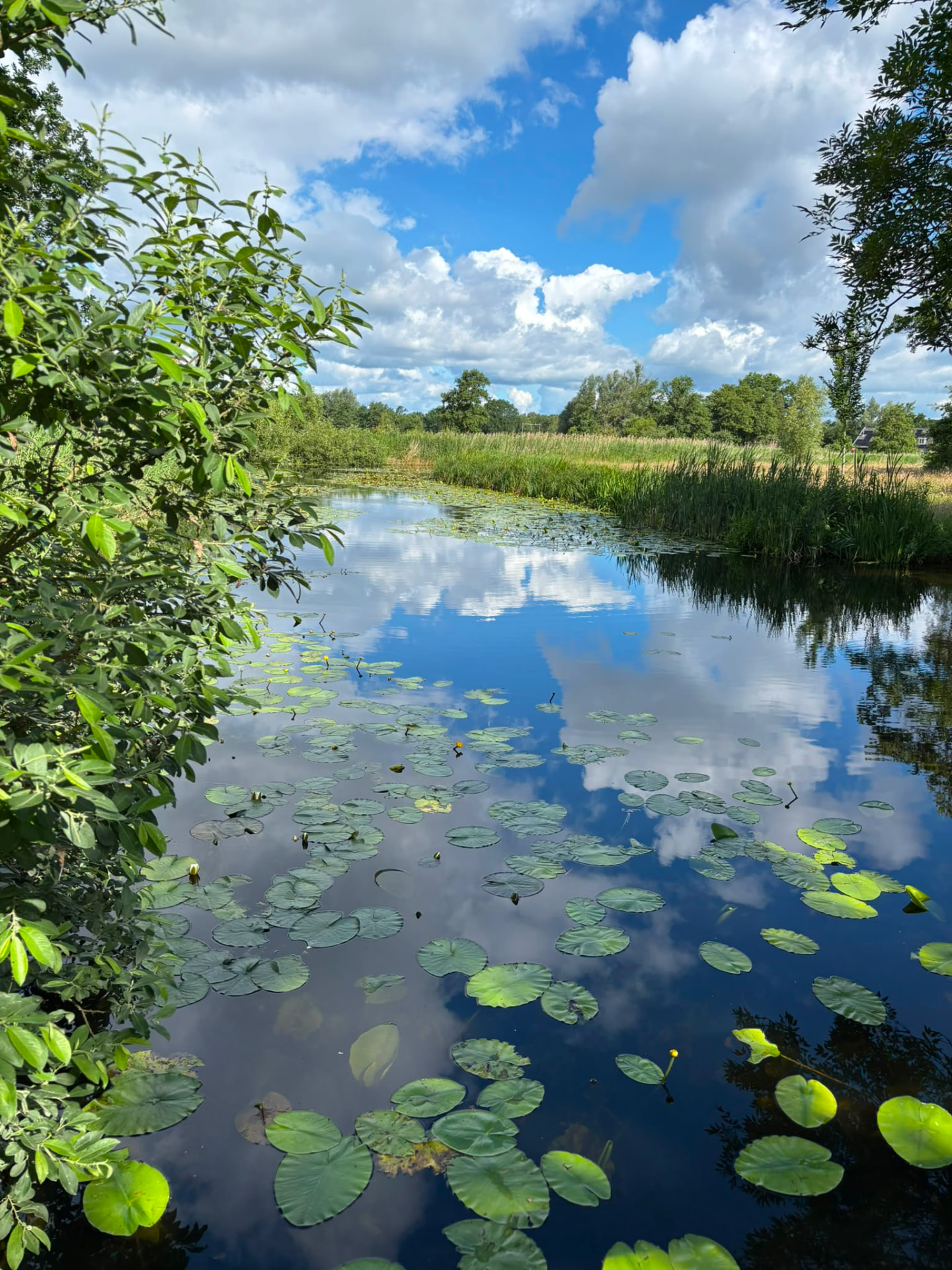 Sloot met waterlelies en wolkenlucht