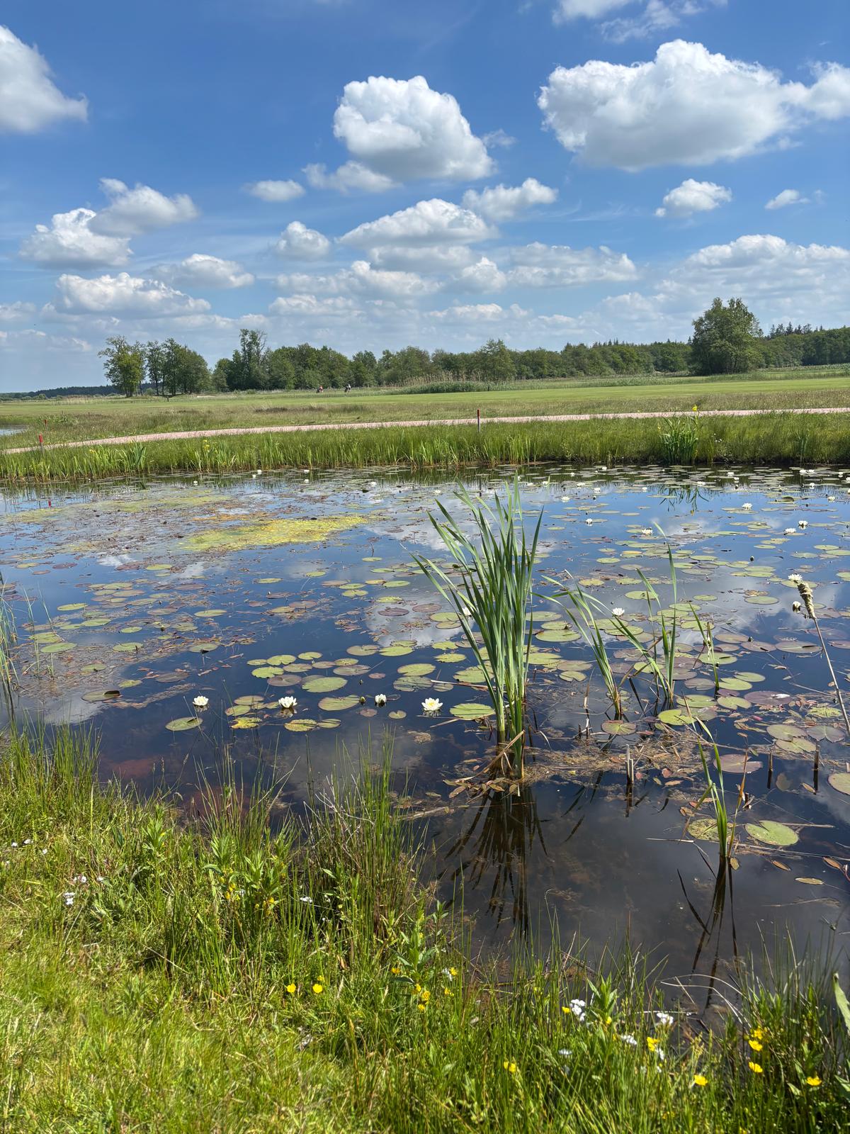 Waterlelies in een sloot met wolkenlucht