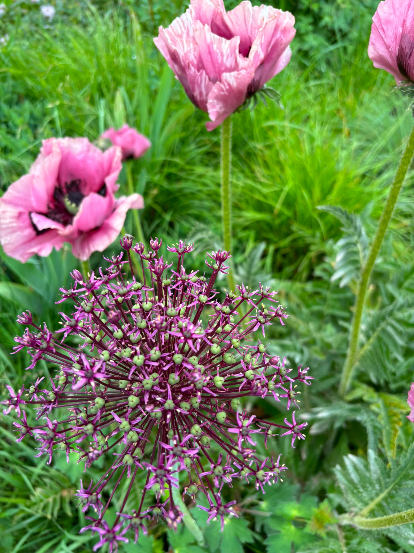Roze klaprozen en sierui in een bloeiende tuin